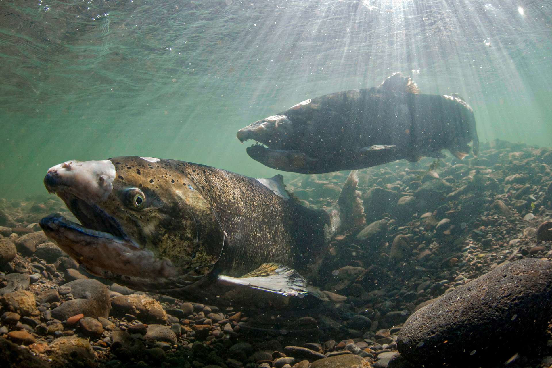 Salmon in the water