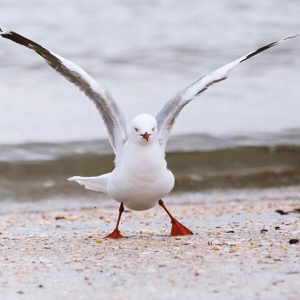 a seagull lands on the beach
