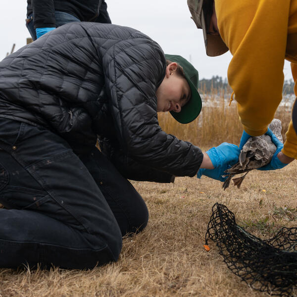 A student measures a coastal bird.