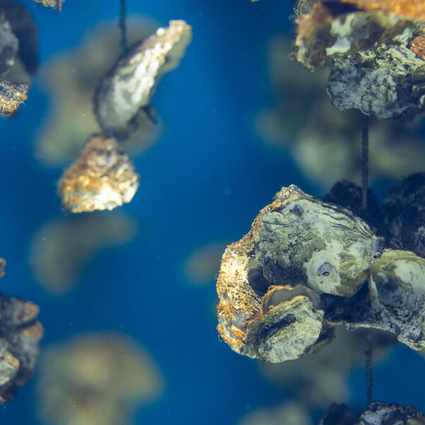 An underwater shot of an oyster farm