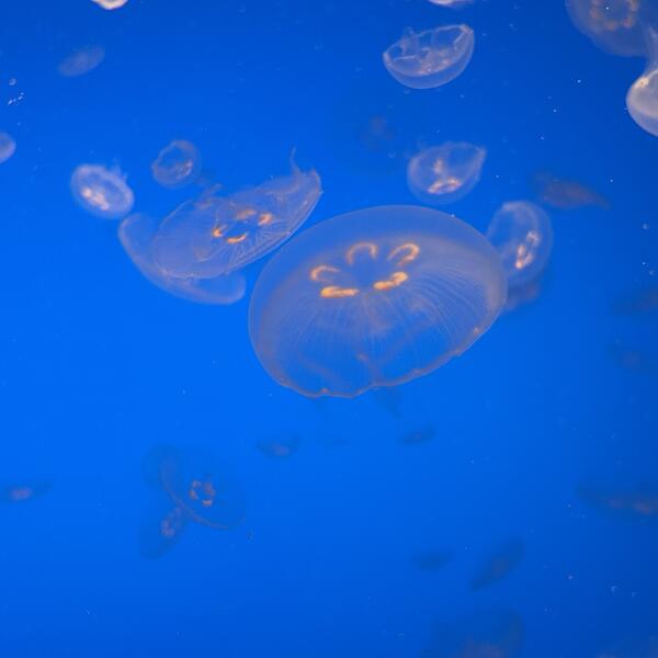 moon jellyfish at Monterrey Bay aquarium