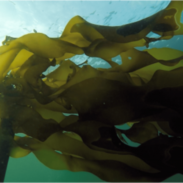 seaweed underwater