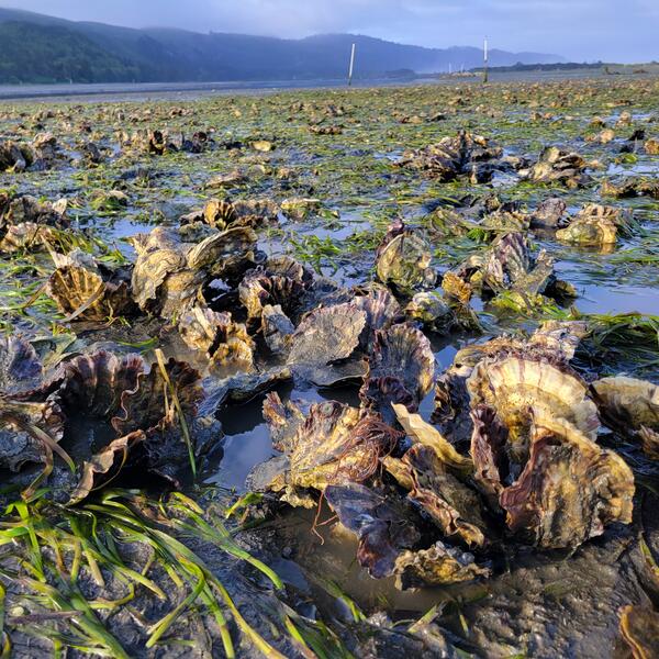 bottom up oyster culture during low tide