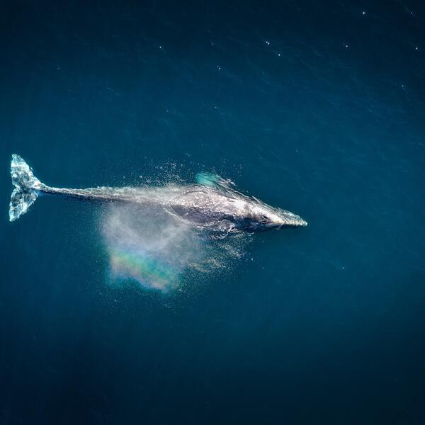 A drone shot of a gray whale